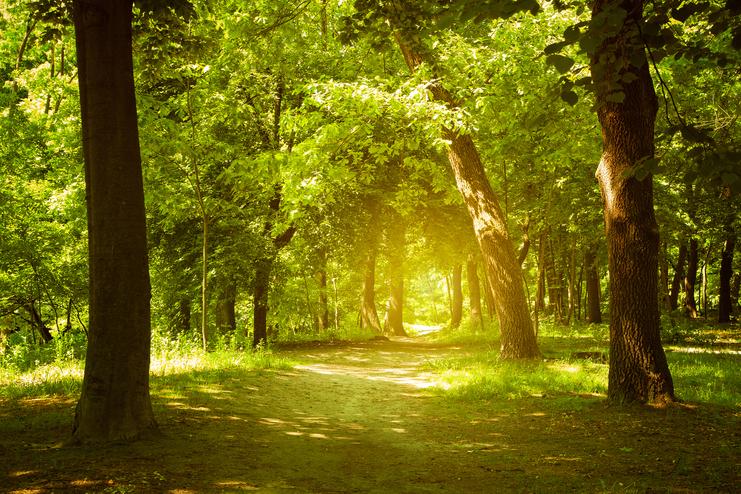 Sonnendurchfluteter Waldweg, umgeben von grünen Bäumen und üppigem Gras, im Hintergrund weiches Licht.