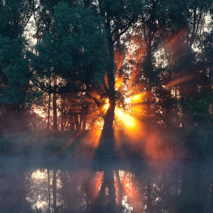 Sonnenstrahlen brechen durch Bäume am Ufer eines ruhigen Gewässers in einer nebligen Morgenlandschaft.