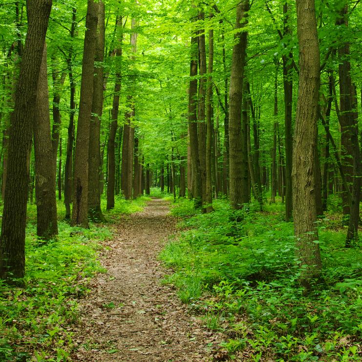 Waldweg zwischen hohen, grünen Bäumen und üppigem Unterholz an einem klaren Tag.