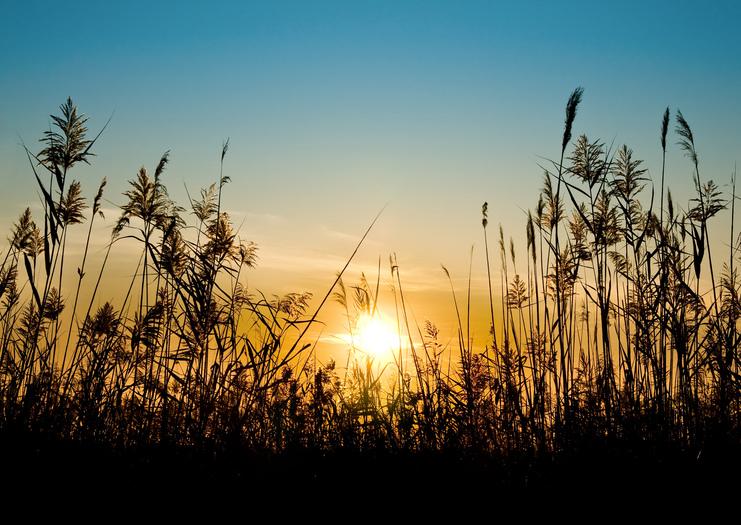 Silhouette von Schilfpflanzen vor einem orangefarbenen Sonnenuntergang und blauem Himmel.